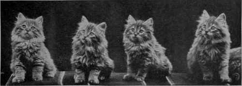 A quartette of beautiful orange Persian kittens