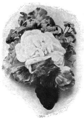 A rosette formed of a full blown white rose with pansies and forget me»nots is a useful addition to summer millinery and cornflowers also appear to advantage on a blue tagel toque.