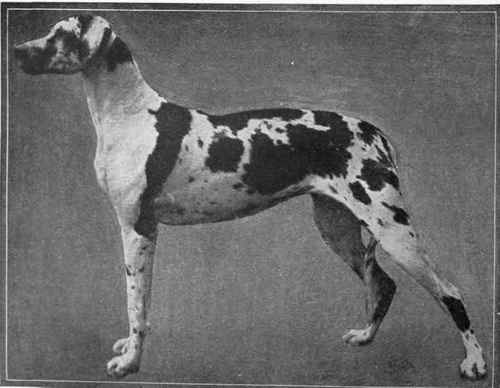 Champion Gloria of Breamore
