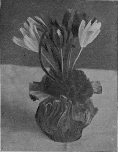 Purple and white crocus, planted in pots covered with purple