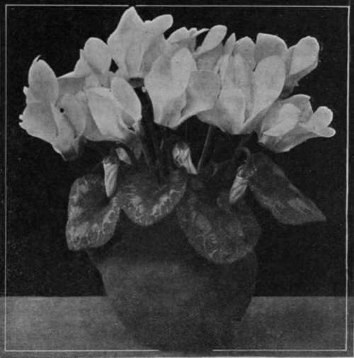 A beautiful plant of cyclamen. This plant may be easily raised from seed, which can be sown in the greenhouse in August, as well as in spring Copyright, Sutton & Sons