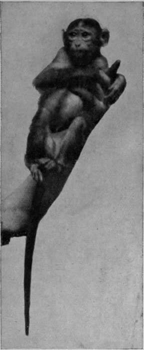A pet monkey. The small varieties of monkeys make admirable pets, being affectionate and docile, though, of course, mischievous Photo, Bolak