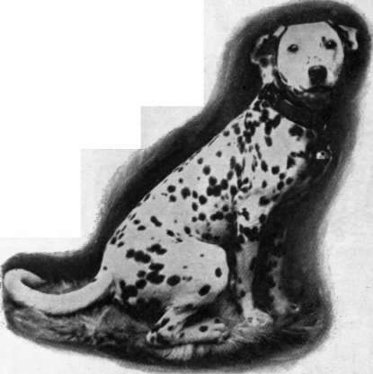 A well spotted example of a Dalmatian dog