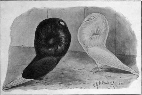 Black and white Jacobin pigeons, one of the oldest, and, at the same time, most popular breeds of pigeons, and eminently suitable for a lady to keep