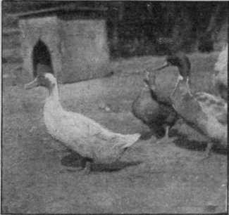 Khaki Campbell ducks. Individual birds of this breed have been known to produce as many as 200 eggs in a year