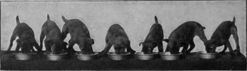 Litter of Irish terrier puppies, showing the correct method of feeding, by which each puppy has its separate dish. This system ensures