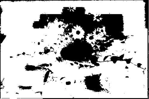 Marguerites and Veitchii creeper form a charming combination; the cool green of the foliage is light and dainty