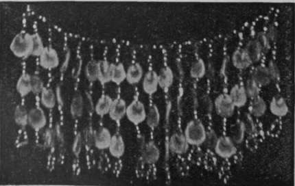 No. 1. A fringe formed of hollyhock seeds and steel beads