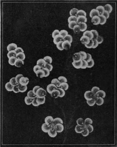 No. 3. A charming design for hollyhock seeds, the soft colouring of which harmonises most artistically with a dark green or black background