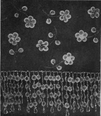 No. 5. Tiny sprays of hollyhock seeds that form a scattered design, or could be employed separately