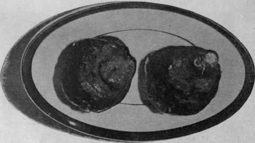 Oysters should be kept on a plate with the flat part of the shell upwards until required. If the rounded shell is uppermost the fish will open its shell and the delicate Juices will escape