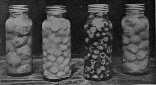 Patent screw   top glass jars containing the preserved fruits full up with syrup