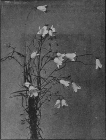 Wild harebells gathered early in the morning when the dew is on them will last three days in water and the bods will open