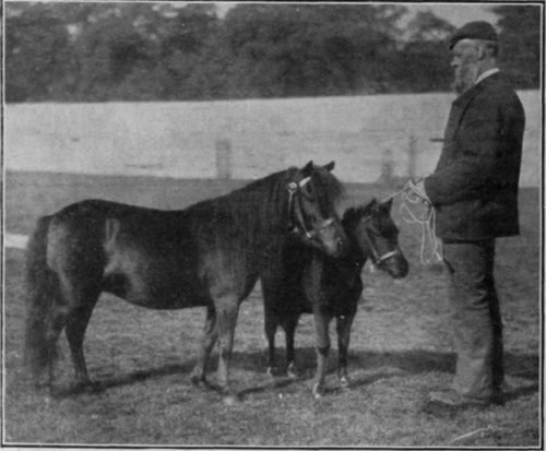 A pure bred Shetland pony mare and foal. This breed is hardy and capable of great endurance, and is