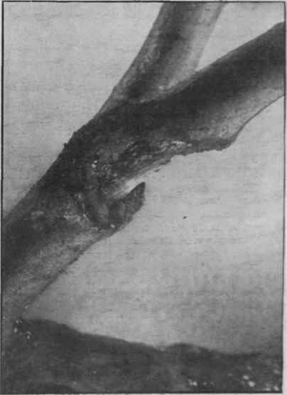Canker in a branch of an apple tree. The affected branch must be cut away immediately below the wound. and the parts adjacent treated with paraffin or petroleum