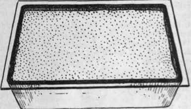 Fern spores in a seed pan. Sowing must be done as thinly as possible in a sterilised compost covered with finely sifted loam.