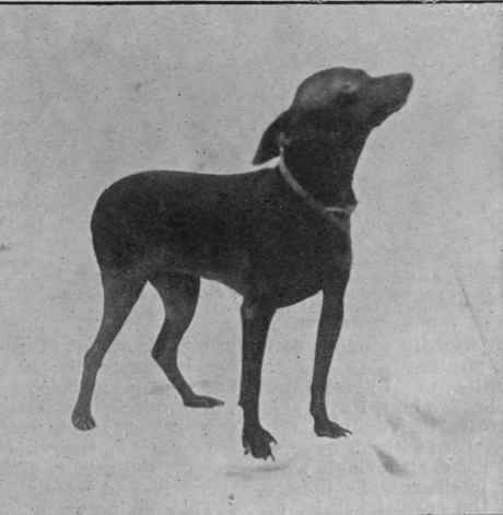 Miss E. Greens minature black and tan Toy Terrier, Misbourne Love Bird. These delicate and dainty little dogs are intelligent and affectionate, and make ideal pets for ladies Photo, Sport and General