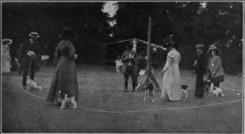 One of the judging rings. These should be as spacious as possible so as to allow the judge to see the movement of each animal as well as its general appearance