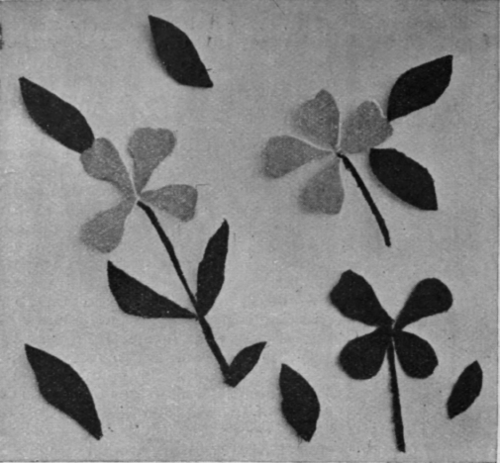 Purple and mauve clematis are exquisite posed on white chiffon