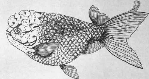 The Ranchu, the variety on which Japanese breeders bestow most care. The head should be covered with a warty growth, pink or white in colour. As i: has no dorsal fin, it often loses its balance and swims upside down