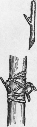 The bud and the method of inserting it and binding in place with raffia