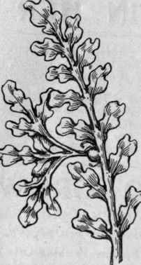 The bulbil of a proliferous fern, showing its method of growing on the frond of the parent plant