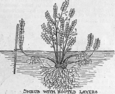 The method illustrated shows the most simple form of layering a shrub by drawing down the branches, covering the lower parts with soil, and then pegging down securely