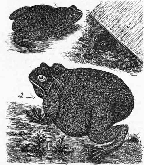 Common Toad. 1. When introduced to glass structure. 2. After high feeding on pests. 3. Shelter.