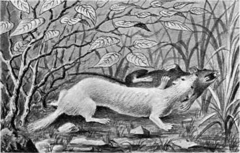 Ferret and Rat.