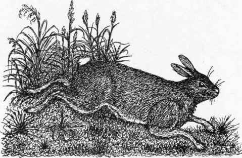 The Rabbit.