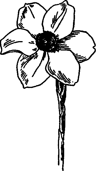 Single Post's Narcissus.