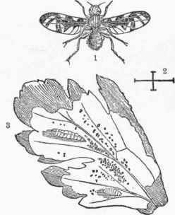 Celery Fly (Tephritis Onopordinis).