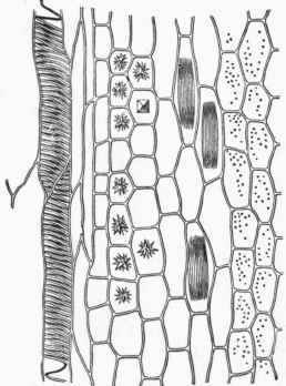 Cut illustrating various tissues.