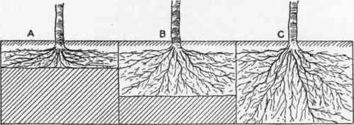 Diagram showing the Root Development in Soil dug 1 ft. deep.