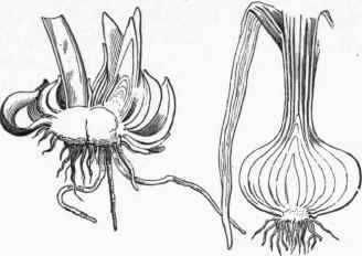 Lily Scaly Bulb. Onion Tunicated Bulb.