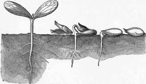 Seedling Plant of Gourd (Cucurbito Pepo) with Radicle, Caulicle, and opposite Cotyledons.