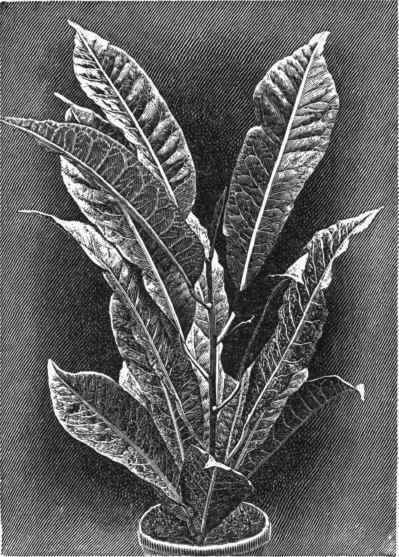 Codiaeum (broad leaved).