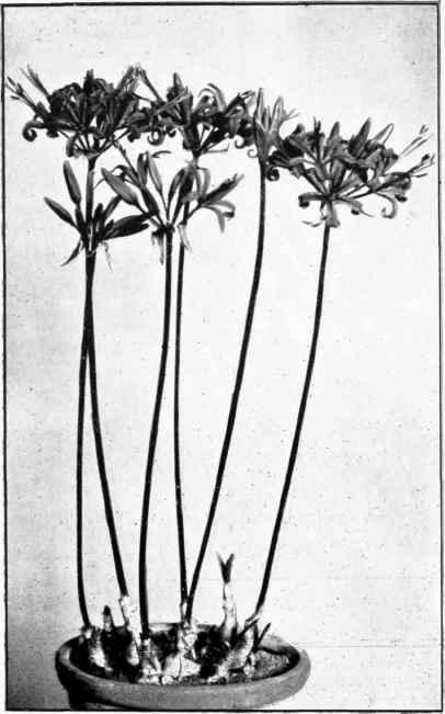 Nerine curvifolia.