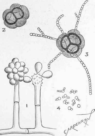 Paeony Drooping Disease (Sclerotinia poeonioe).