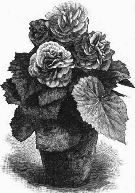 Tuberous Begonia, double.