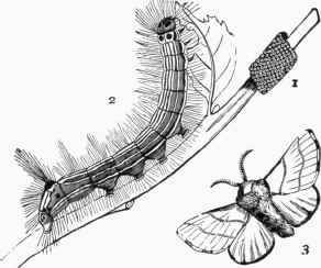 Lackey Moth (Clisiocampa neustria) 1, Eggs. 2, Catterpillar. 3, Moth.