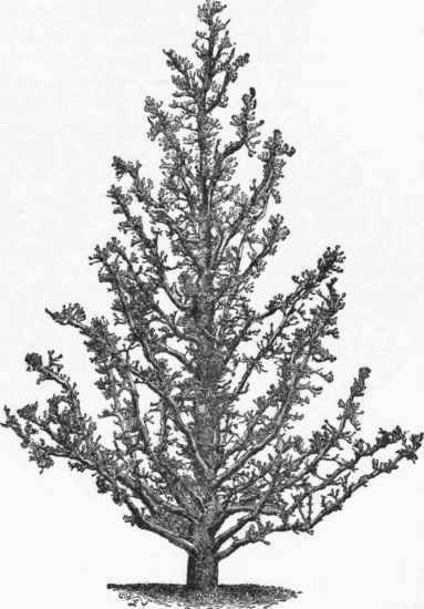 Pyramidal Pear Tree.