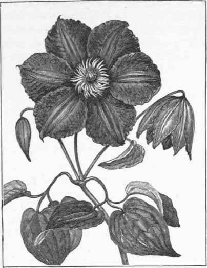 Clematis Madame Edouard Andre.