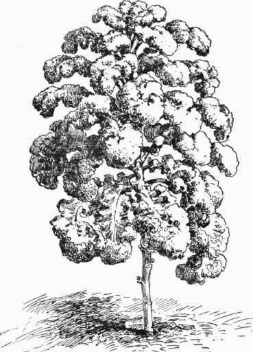 Fig. 463   Tall Scotch Kale.