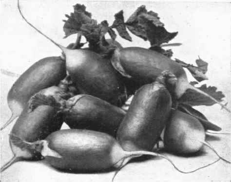Radish French Breakfast.