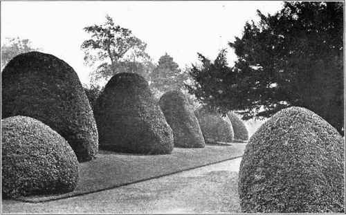 Box and Yew in an English Garden.