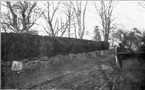 Old Box Hedge.