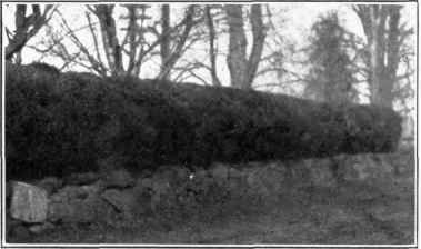 Old Box Hedge