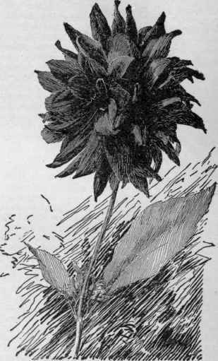 A Cactus dahlia. (X 1/3)