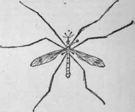A crane fly. (Mounted)